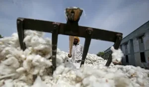 Farmers harvesting cotton crop in Punjab Pakistan as cotton yield in Pakistan today shows a record 32 percent jump in early 2026-27 season arrivals.