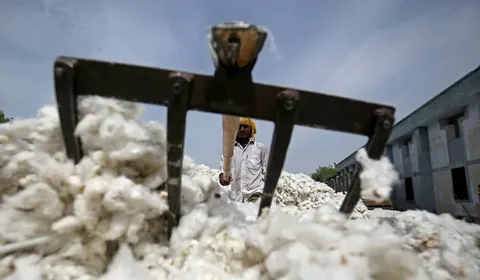 Farmers harvesting cotton crop in Punjab Pakistan as cotton yield in Pakistan today shows a record 32 percent jump in early 2026-27 season arrivals.