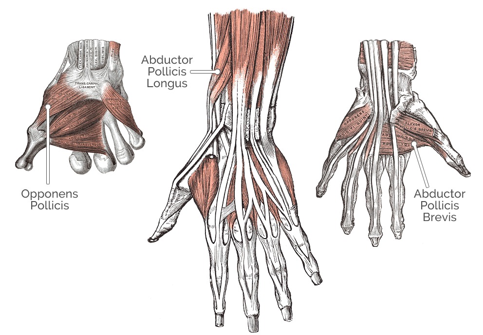 Human hand showing opposition movement of thumb touching the tip of the little finger