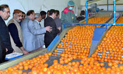 Kinnow orchard in Sargodha district as growers press for fair prices ahead of the harvest season